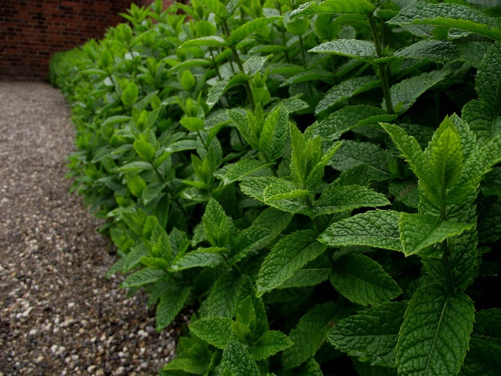 انواع نعناع برای آشپزی